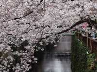 Chasing Sakura at Meguro River