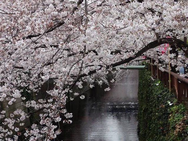 Chasing Sakura at Meguro River