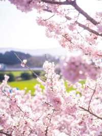 Chasing Sakura at Harumeki