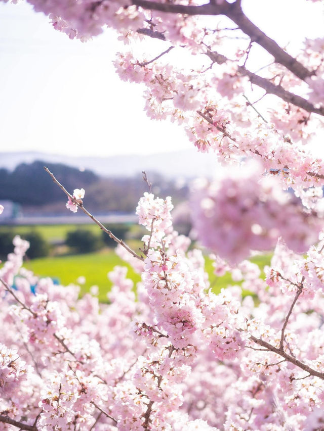 Chasing Sakura at Harumeki
