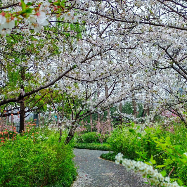 赤水竹海公園～微雨中的“櫻花雨”