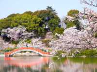 Chasing Sakura at Habu Park in Nakama City