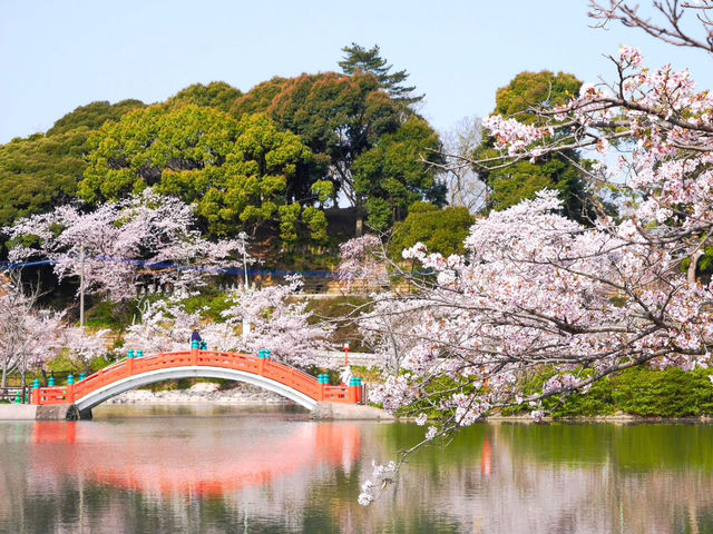Chasing Sakura at Habu Park in Nakama City