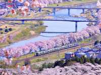 Chasing Sakura at Shibata Senokyo Bridge