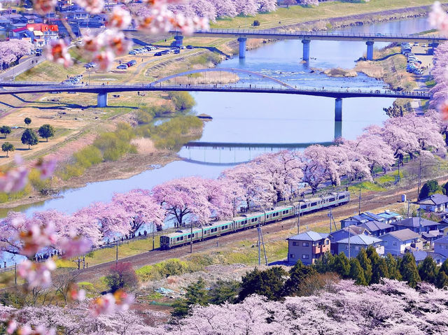 Chasing Sakura at Shibata Senokyo Bridge