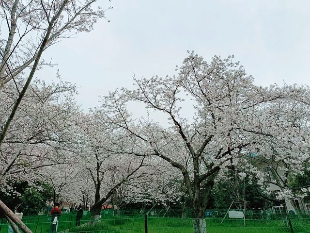 武漢賞櫻之旅：武漢大學櫻花大道