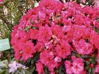 賞花及花伴野餐初體驗在大安森林公園