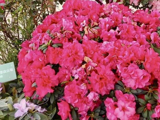 賞花及花伴野餐初體驗在大安森林公園