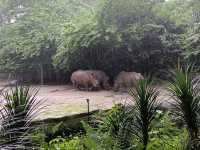 シンガポール動物園攻略！！