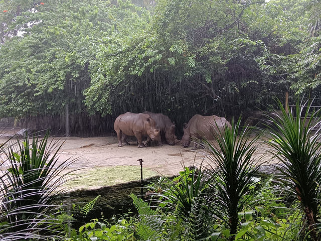 シンガポール動物園攻略！！