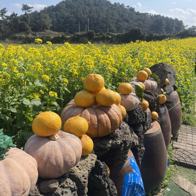 가장 빠르게 봄이 오는 제주 여행✈️3월 봄여행 추천🌼