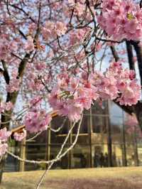 도쿄 벚꽃 명소 꽃놀이🌸