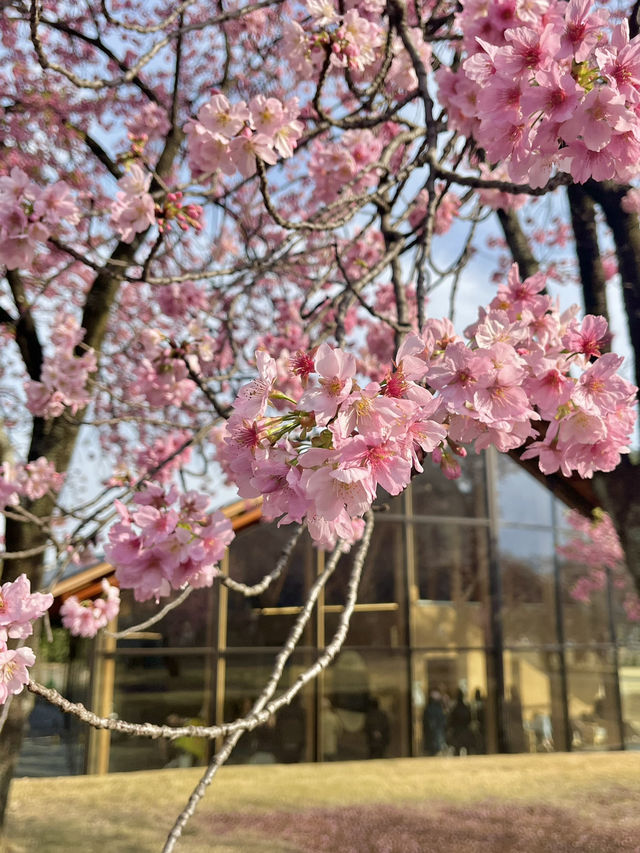 도쿄 벚꽃 명소 꽃놀이🌸