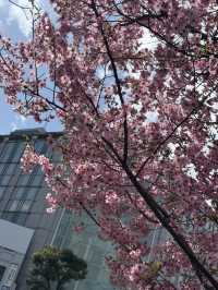 京都櫻花 3月31日實況