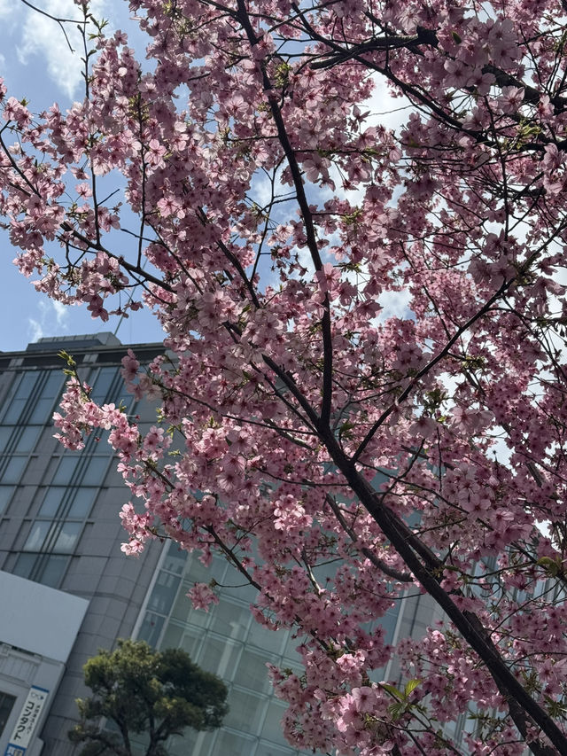 京都櫻花 3月31日實況