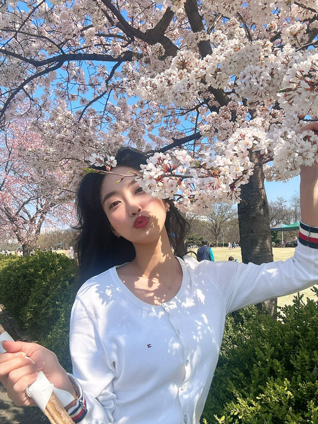 벚꽃 명소 추천!!