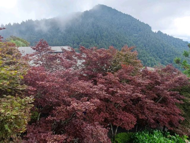 # 太平山國家森林遊樂區- 宜蘭縣大同鄉