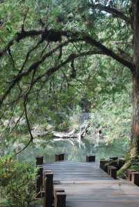 Peaceful Escapes in the Mountains of Alishan, Taiwan