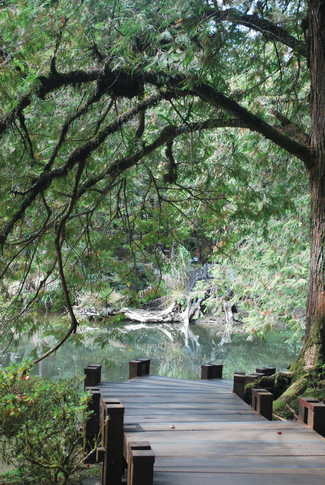 Peaceful Escapes in the Mountains of Alishan, Taiwan