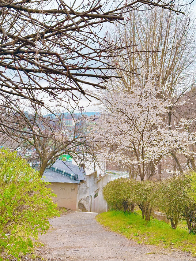 꽃들이 예쁘게 피고 있는 완산칠봉꽃동산