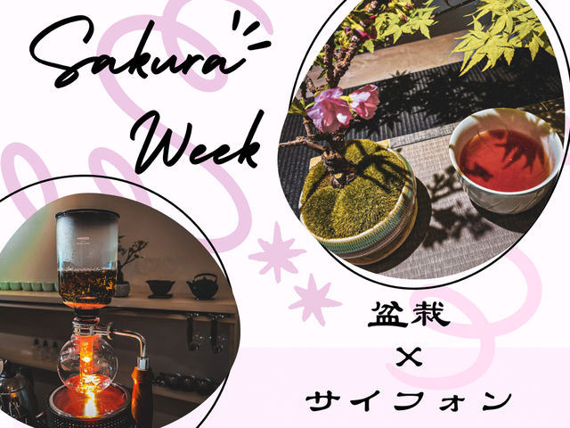 【名古屋】期間限定🌸桜の盆栽と頂くサイフォン式ドリンク