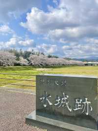 【福岡観光】桜パトロール
