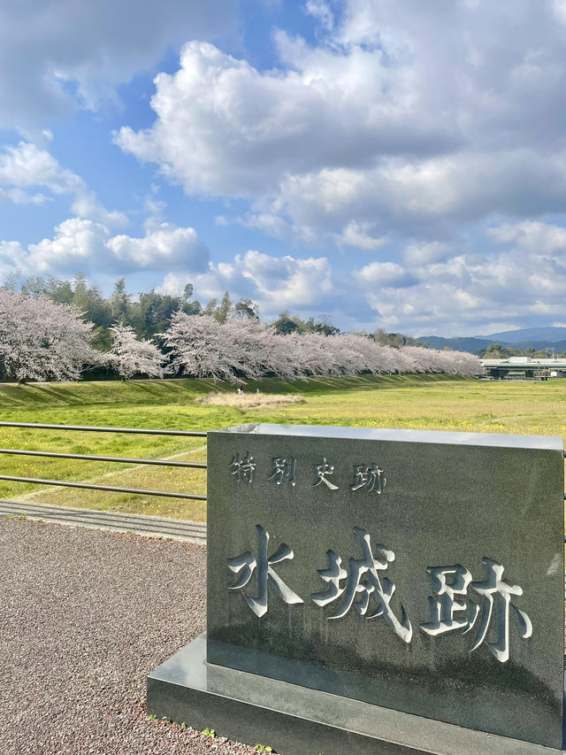 【福岡観光】桜パトロール