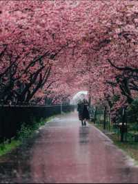 🌸💕 Sakura Magic: Petals, Peace & Pure Joy! 💕🌸