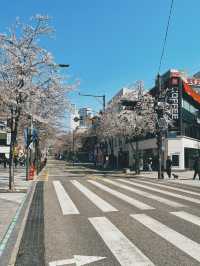 April Blooming in Seoul and in Soul🌸🌸