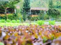 The Forest Camp เขาใหญ่