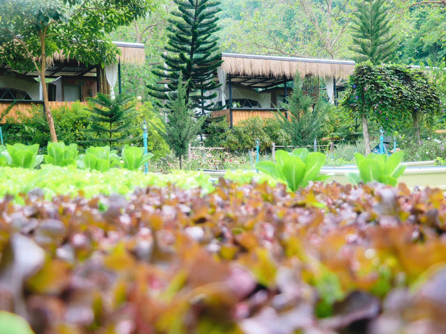 The Forest Camp เขาใหญ่