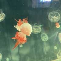 海洋生物互動展館，近距離觀賞與餵食鯊魚