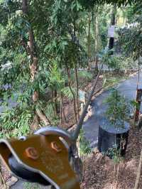 在動物園裏穿梭tree top