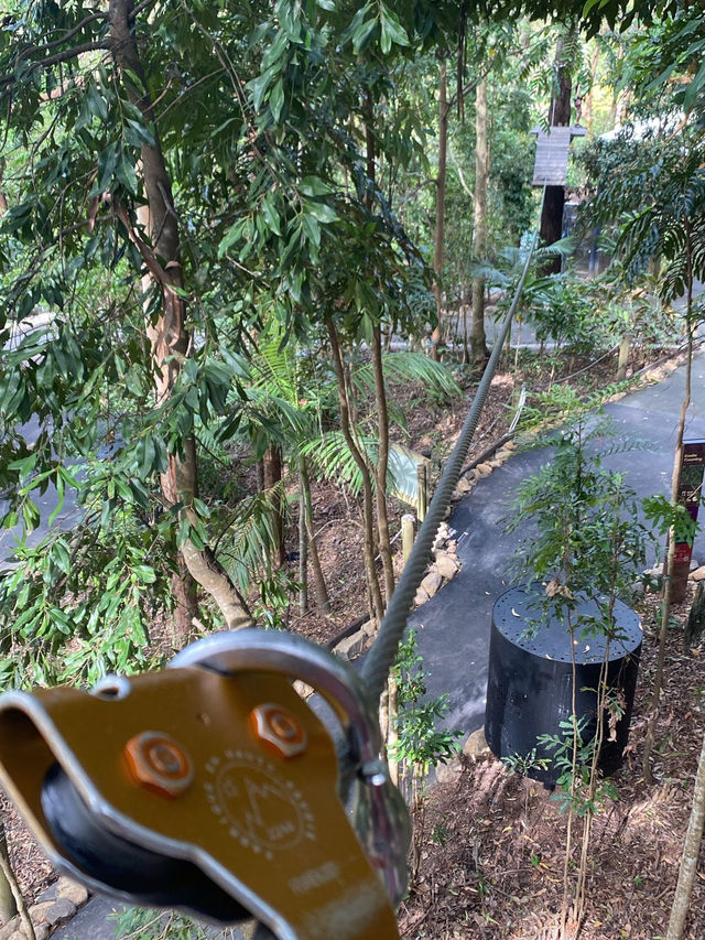 在動物園裏穿梭tree top