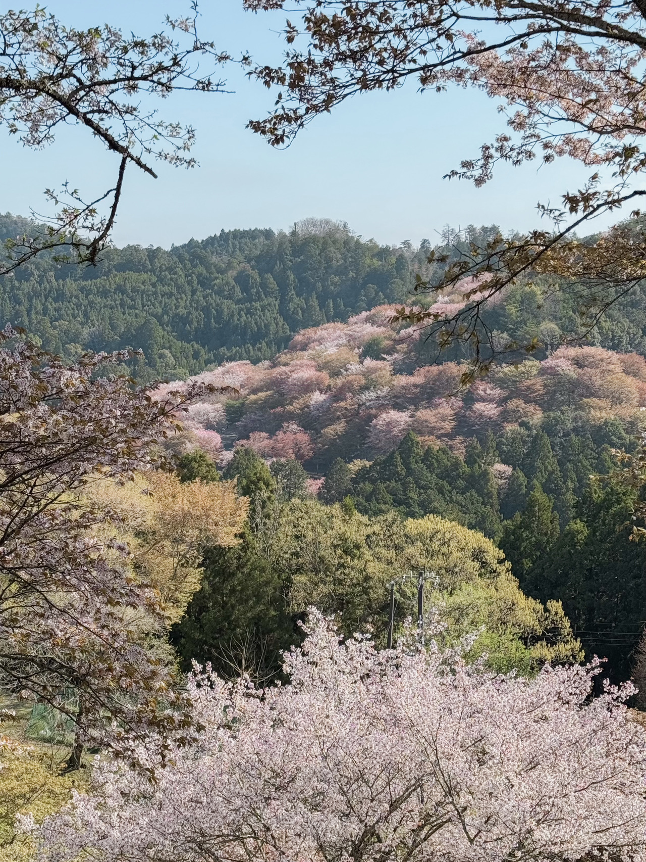 A687 古伊万里 金蘭手 桜に仙人 翼馬伝紋様 大猪口（向付）5客