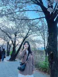 봄에 산책하기 딱 좋은 여의도 한강공원~벚꽃길 🌸