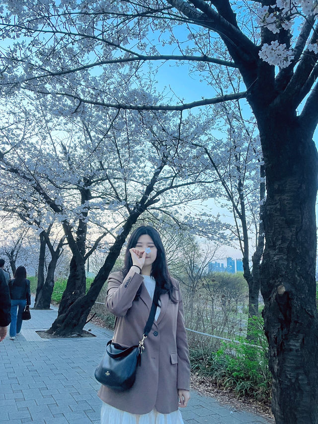 봄에 산책하기 딱 좋은 여의도 한강공원~벚꽃길 🌸