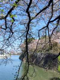 我在名古屋城與櫻花有約，春日裡的浪漫邂逅。
