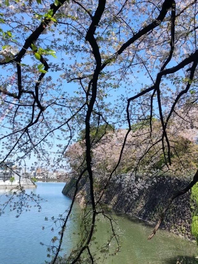 我在名古屋城與櫻花有約，春日裡的浪漫邂逅。