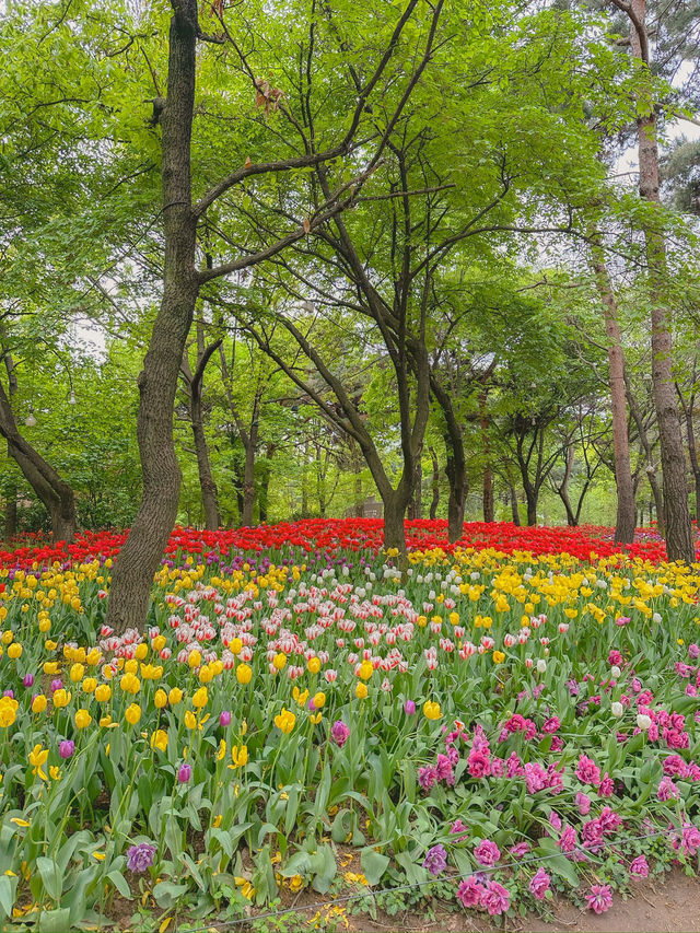 서울튤립명소 원픽은 여기지💘🌷