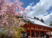 尾勝寺-櫻花與達摩不倒翁，大阪近郊賞櫻。
