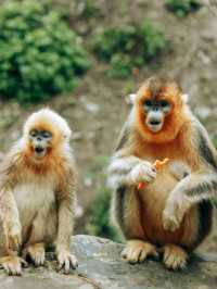 Hidden Spot to See Golden Snub-Nosed Monkeys Up Close!