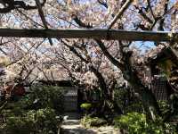 雨宝院と桜（京都府京都市）