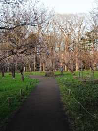 “Maruyama Park: Where Sakura and Sapporo’s Spirit Bloom Together”