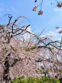 Spring Visit to Mishima Taisha – A Cherry Blossom Delight