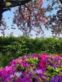 Yuseong Riverside Bloom: An April Day's Dream of Double Cherry Blossoms and Azaleas 🌸☀️