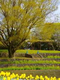 Tsurumi Ryokuchi Park – Osaka’s Hidden Garden Wonderland