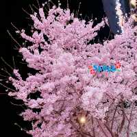 Cherry Blossom Season