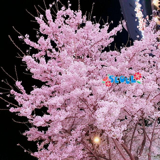 Cherry Blossom Season