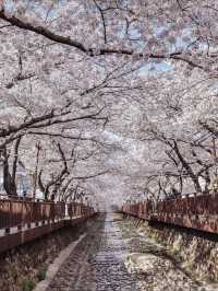 Cherry Blossom Heaven at Jinhae Gunhangje Festival near Busan!